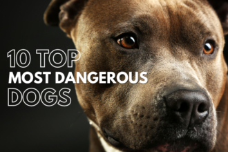 10 Most Powerful & Dangerous Dogs – Should You Own One?
